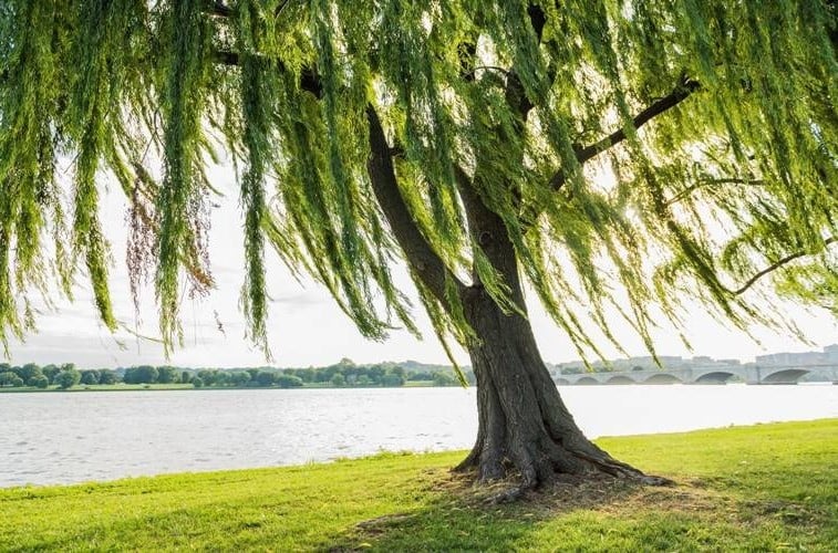 Người sinh năm 2003 mang mệnh Dương Liễu Mộc